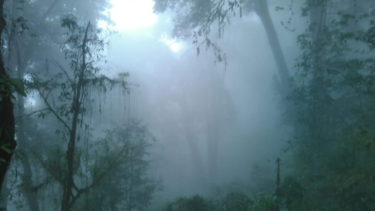 ダージリン動物園に霧が立ち込める様子