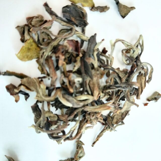 ロヒニ茶園　ムーンライトホワイト烏龍茶の茶葉。揉捻を確認。